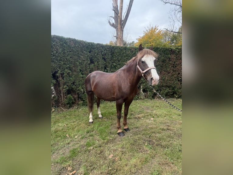 Welsh B Hongre 7 Ans 140 cm Alezan brûlé in Aichach