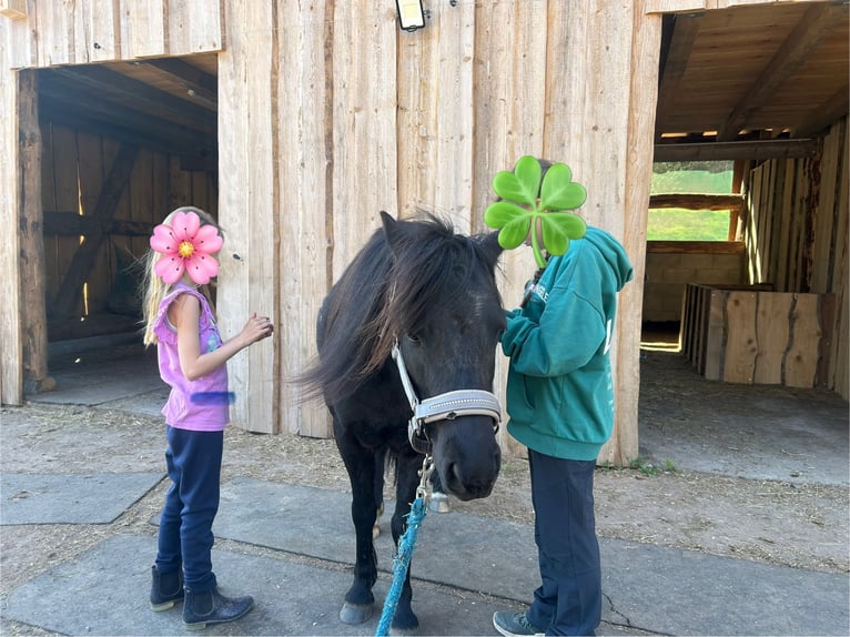 Welsh B Hongre 8 Ans 124 cm Noir in LauterbachLauterbach