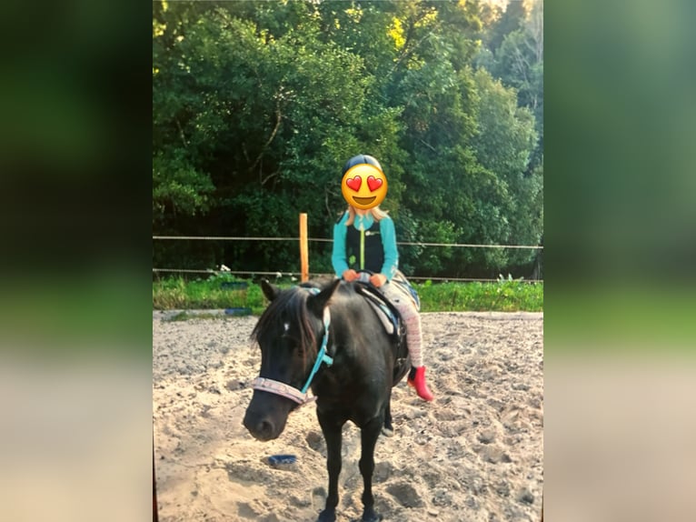 Welsh B Hongre 8 Ans 124 cm Noir in LauterbachLauterbach