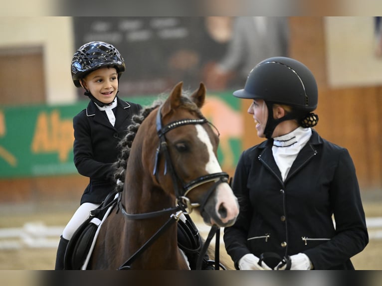 Welsh B Hongre 8 Ans 132 cm Alezan brûlé in Leithaprodersdorf