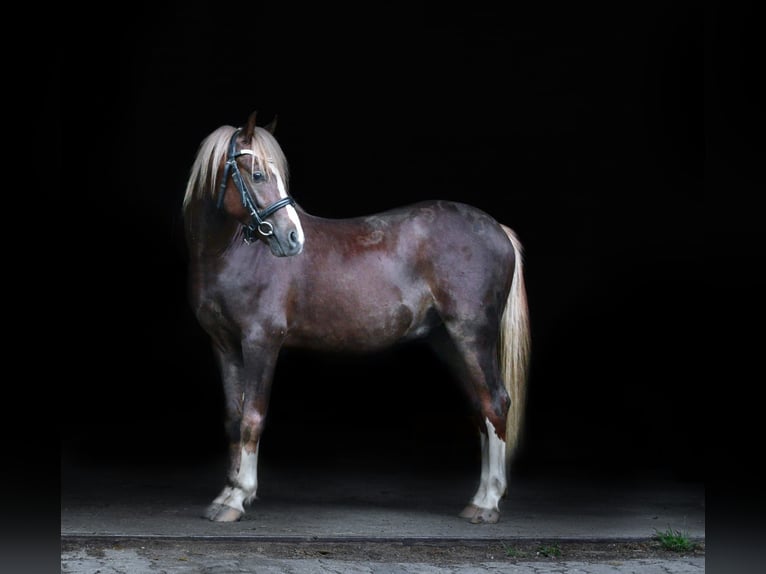 Welsh B Hongre 8 Ans 135 cm Alezan brûlé in Heidenheim an der Brenz