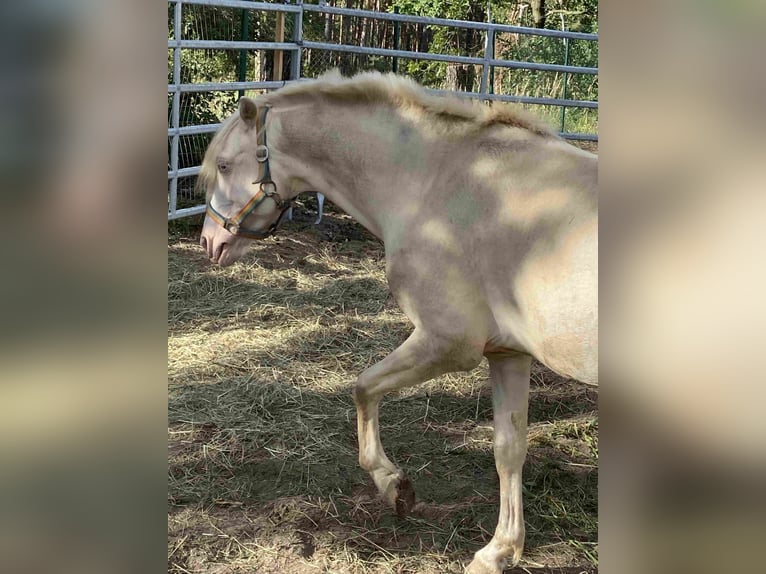 Welsh B Hongre 9 Ans 125 cm Cremello in Herzberg