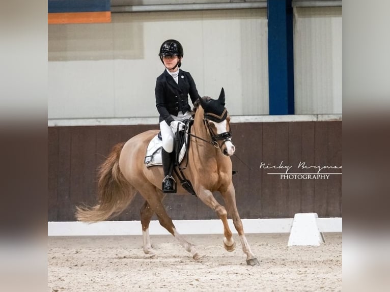 Welsh B Hongre 9 Ans 127 cm Alezan brûlé in Oss