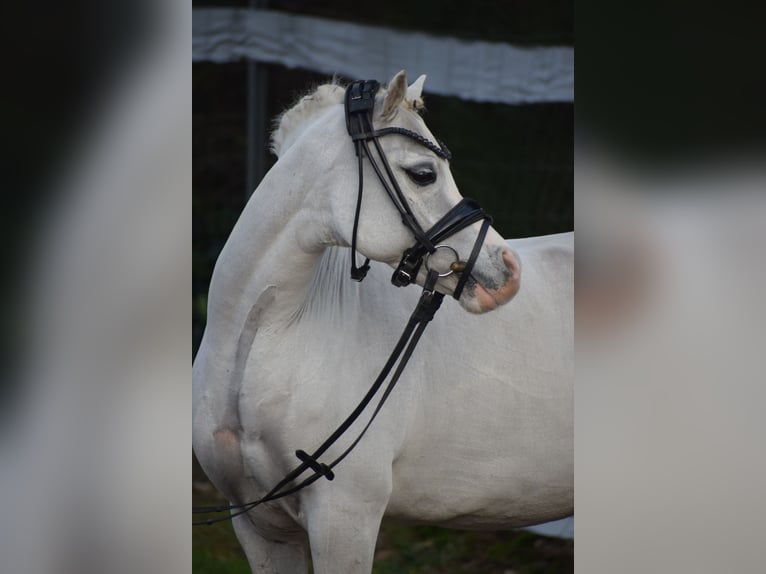 Welsh B Hongre 9 Ans 128 cm Gris in Dätgen