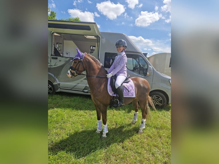 Welsh B Hongre 9 Ans 130 cm Alezan brûlé in Oss