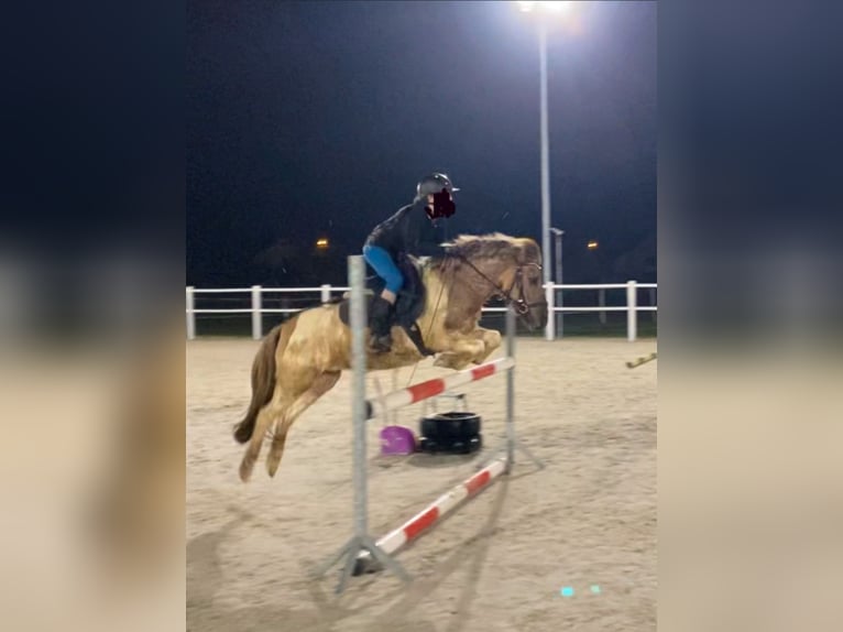 Welsh B Croisé Hongre 9 Ans 130 cm Pinto in Łęg Tarnowski