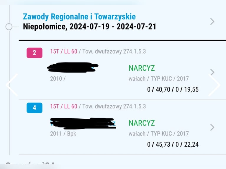 Welsh B Croisé Hongre 9 Ans 130 cm Pinto in Łęg Tarnowski