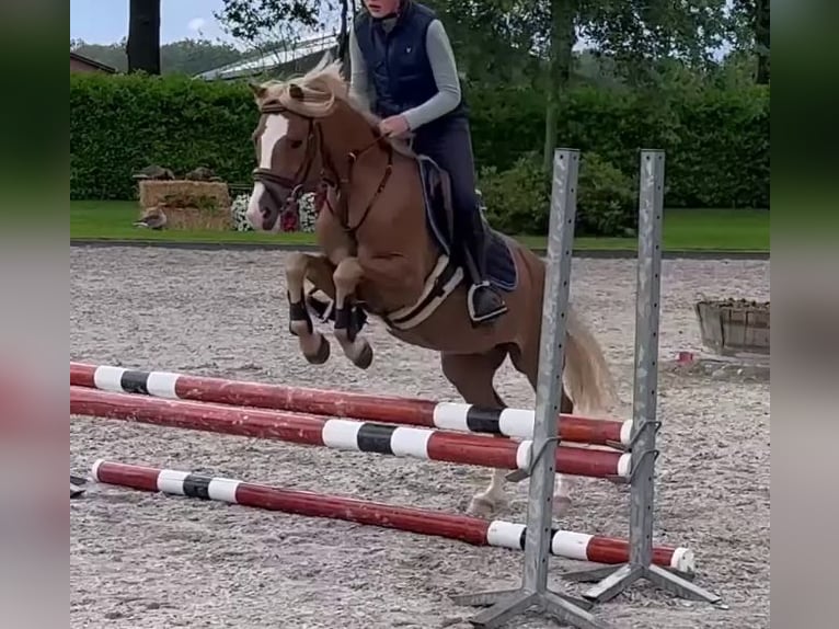 Welsh B Hongre 9 Ans 132 cm Alezan in Bramsche