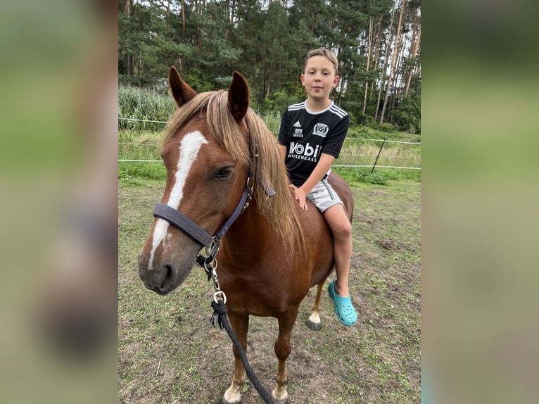 Welsh B Hongre 9 Ans 134 cm Alezan in Oranienburg