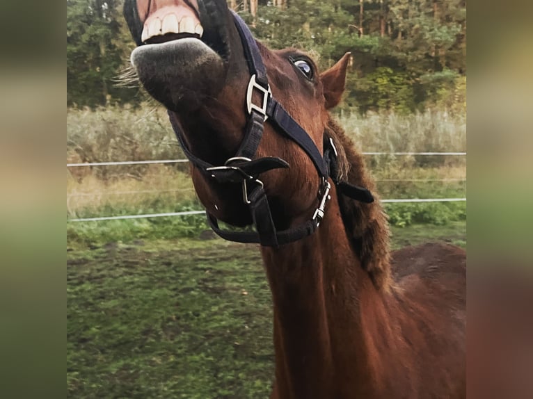 Welsh B Hongre 9 Ans 134 cm Alezan in Oranienburg