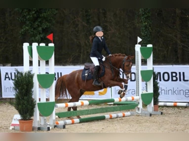 Welsh B Hongre 9 Ans 134 cm Alezan in Gilching