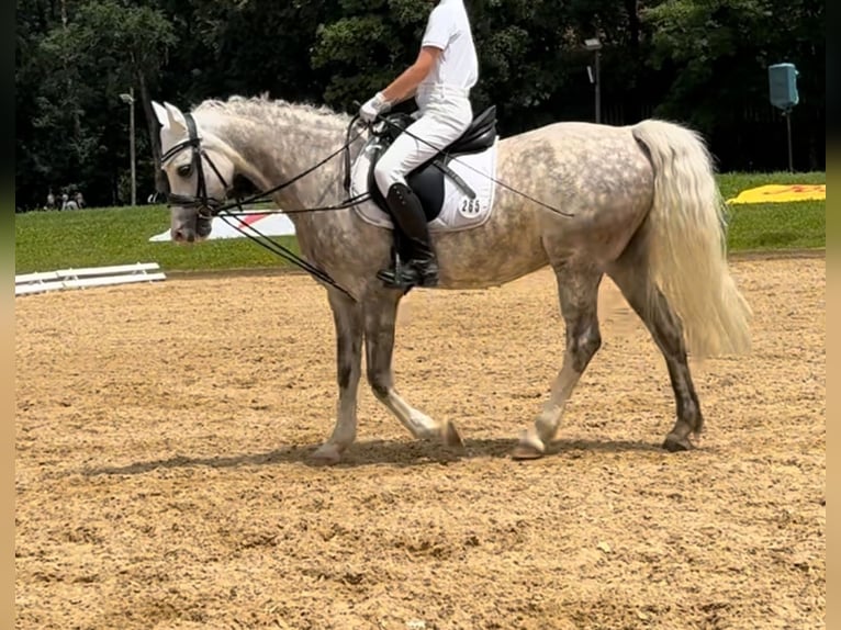 Welsh B Hongre 9 Ans 134 cm Gris pommelé in München
