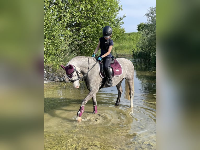 Welsh B Hongre 9 Ans 134 cm Gris pommelé in München