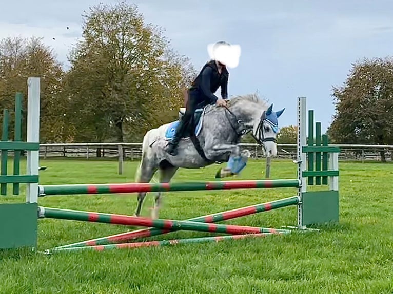 Welsh B Hongre 9 Ans 134 cm Gris pommelé in München