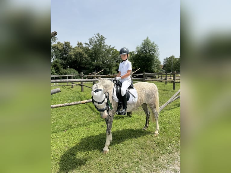 Welsh B Hongre 9 Ans 134 cm Gris pommelé in München