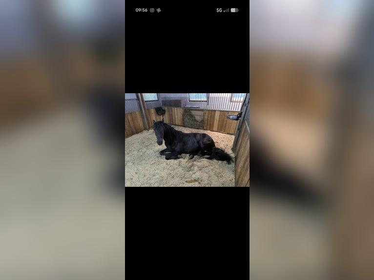 Welsh B Hongre 9 Ans 137 cm Noir in Gries im Sellrain