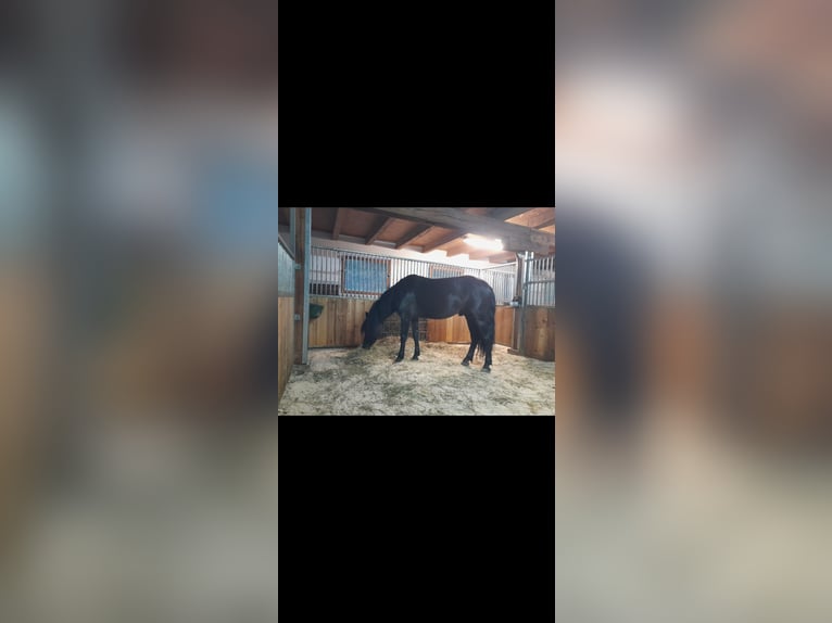 Welsh B Hongre 9 Ans 137 cm Noir in Gries im Sellrain