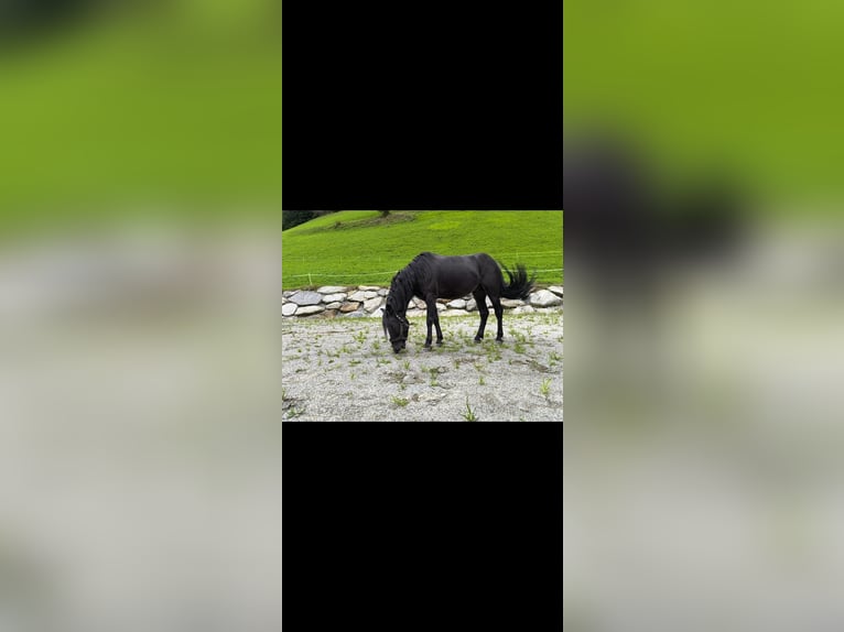 Welsh B Hongre 9 Ans 137 cm Noir in Gries im Sellrain