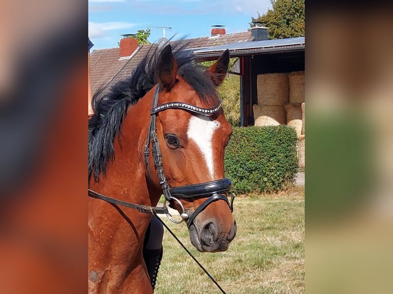 Welsh B Croisé Hongre 9 Ans 138 cm Bai in Gifhorn