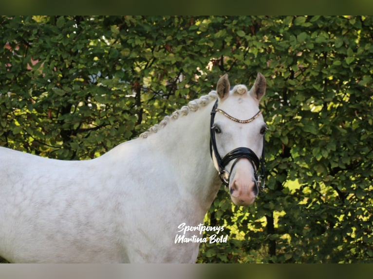 Welsh B Hongre 9 Ans 141 cm Gris in Recke, bei Osnabrück
