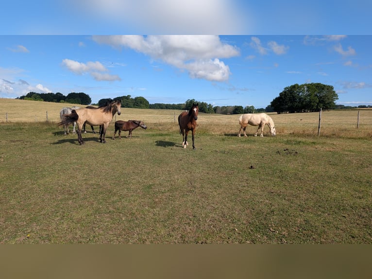 Welsh B Hongre 9 Ans 142 cm Bai in Prosnitz