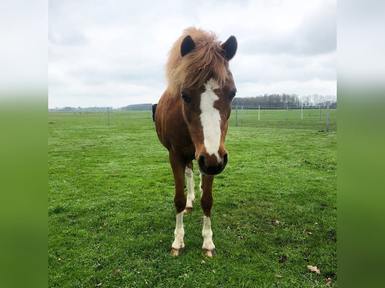 Welsh B Jument 10 Ans 125 cm Bai cerise in North Wales