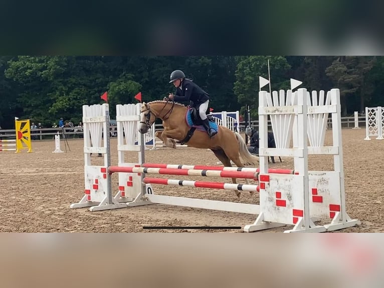 Welsh B Jument 10 Ans 125 cm in Riga