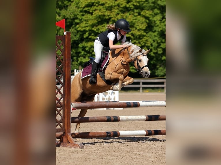 Welsh B Jument 10 Ans 125 cm in Riga