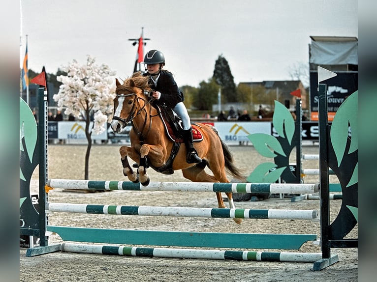 Welsh B Jument 10 Ans 127 cm Alezan in America