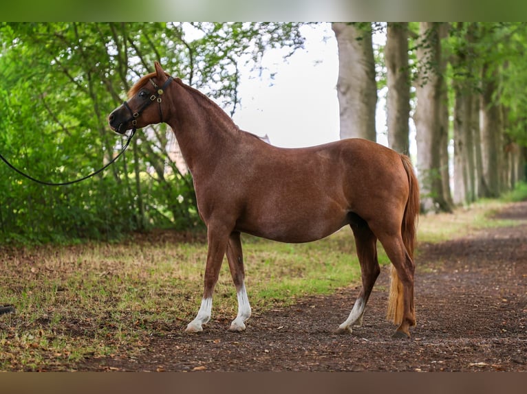 Welsh B Jument 10 Ans 130 cm Alezan in Oldebroek