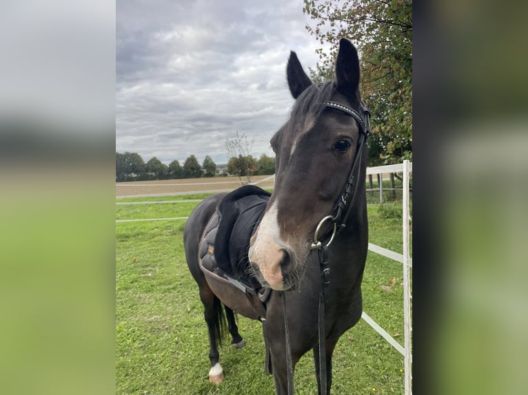 Welsh B Jument 10 Ans 130 cm Bai brun in MindenMinden