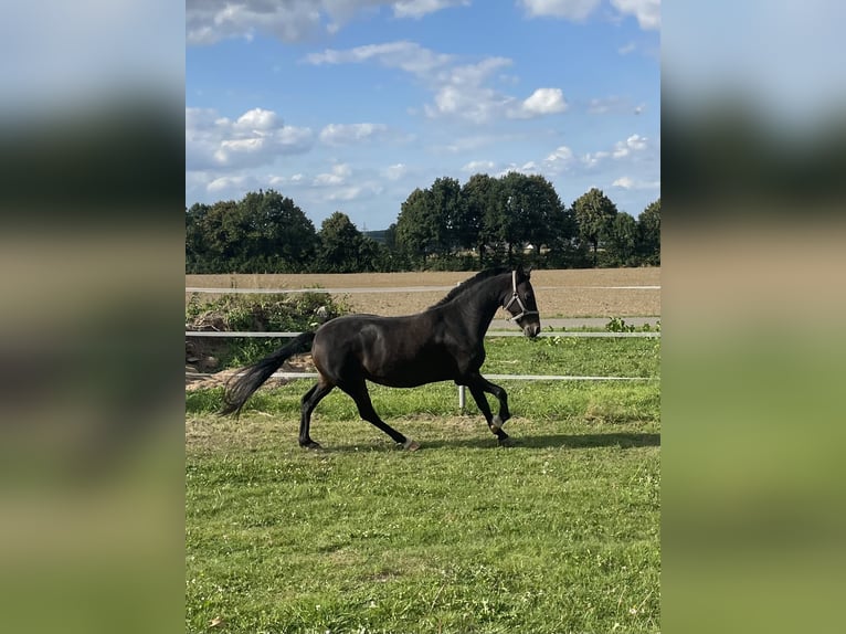 Welsh B Jument 10 Ans 130 cm Bai brun in MindenMinden