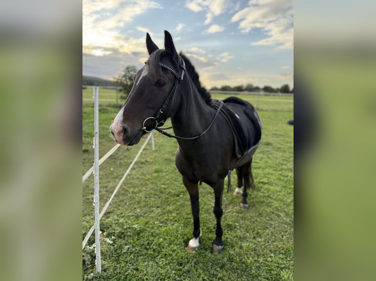 Welsh B Jument 10 Ans 130 cm Bai brun in MindenMinden