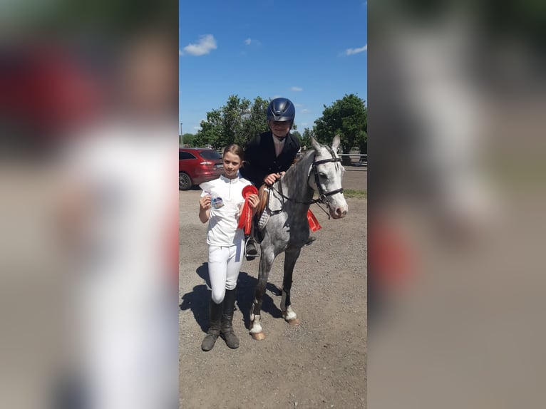 Welsh B Jument 10 Ans 133 cm Gris in St&#xFC;denitz-Sch&#xF6;nermark