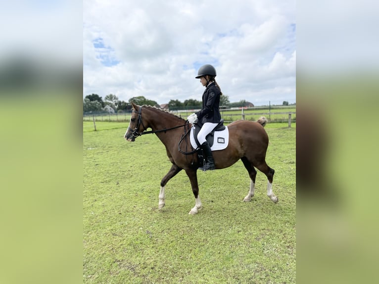 Welsh B Jument 10 Ans 137 cm Alezan brûlé in Zetel