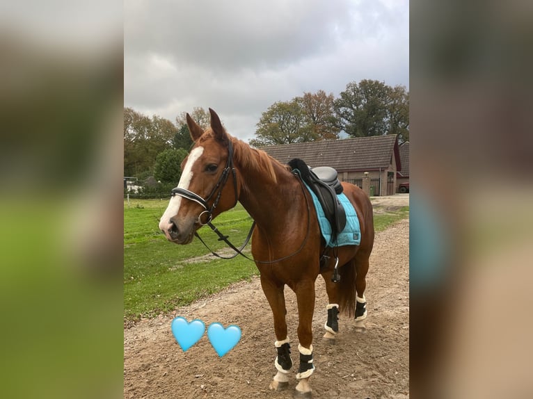 Welsh B Jument 11 Ans 125 cm Bai cerise in North Wales