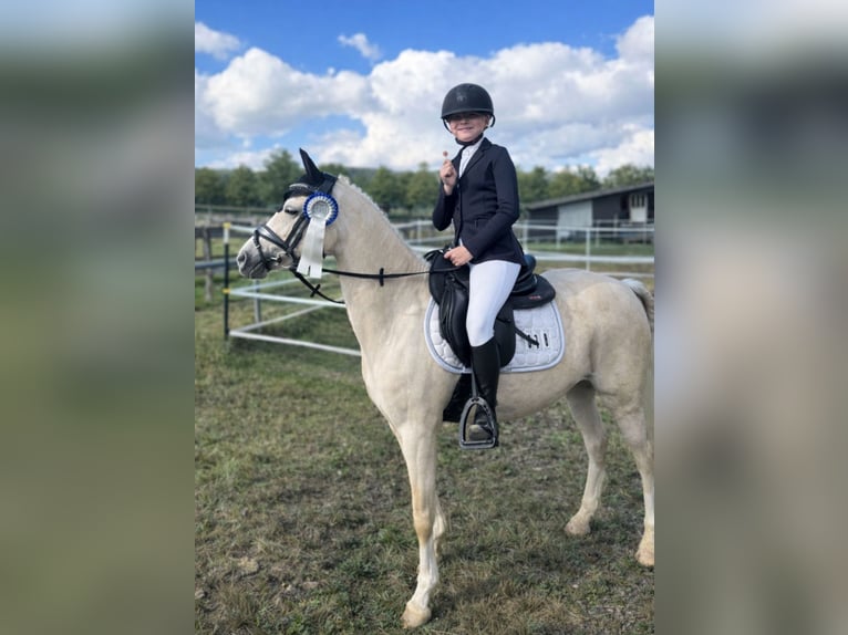 Welsh B Jument 11 Ans 131 cm Palomino in Bad Driburg