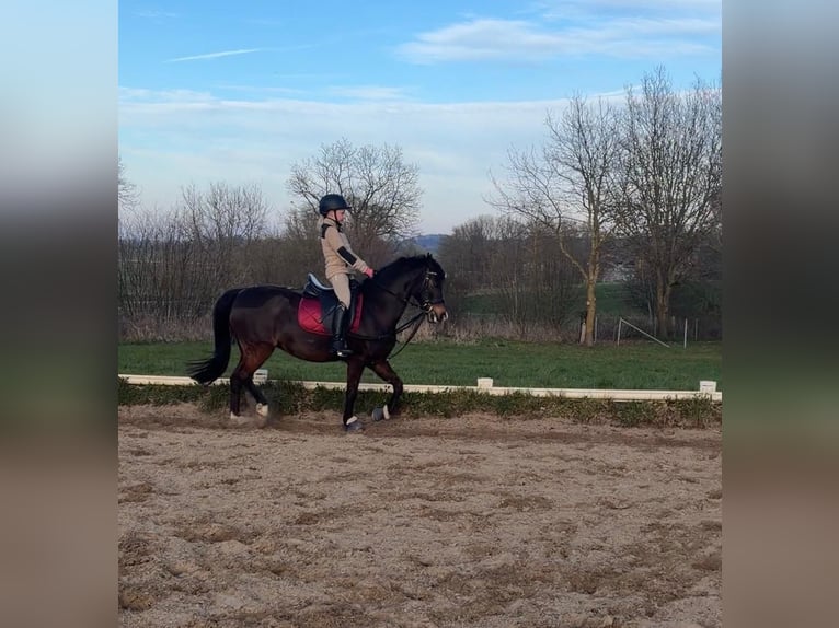 Welsh B Jument 11 Ans 132 cm Bai in Wangels