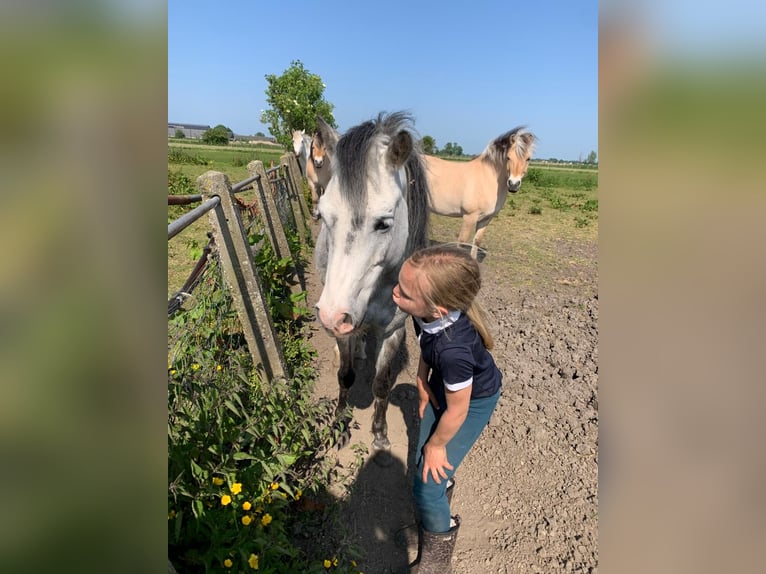 Welsh B Jument 11 Ans 132 cm in Montfoort