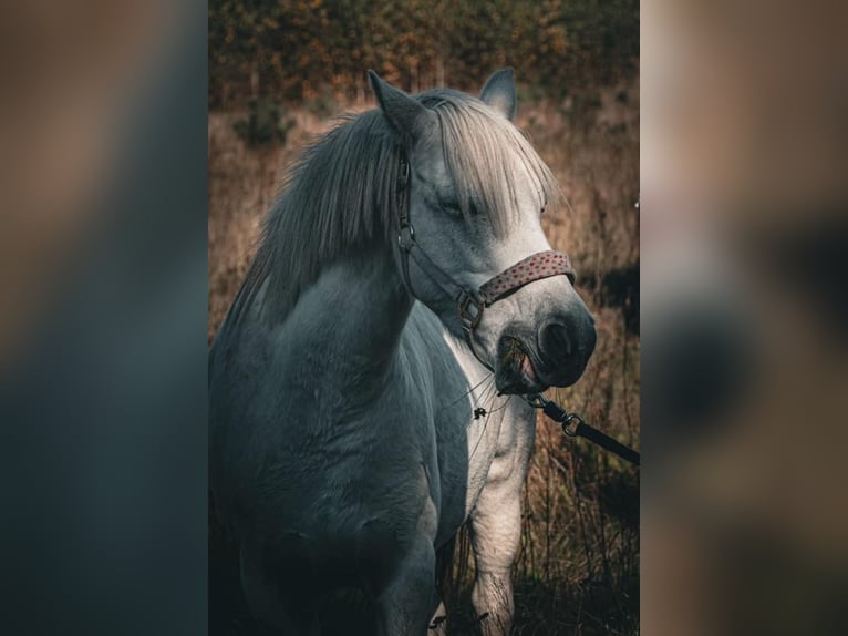 Welsh B Croisé Jument 11 Ans 132 cm Gris in Forst