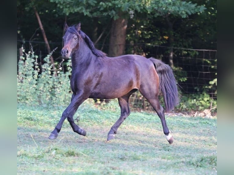 Welsh B Jument 11 Ans 133 cm Bai in Gr&#xE4;felfing