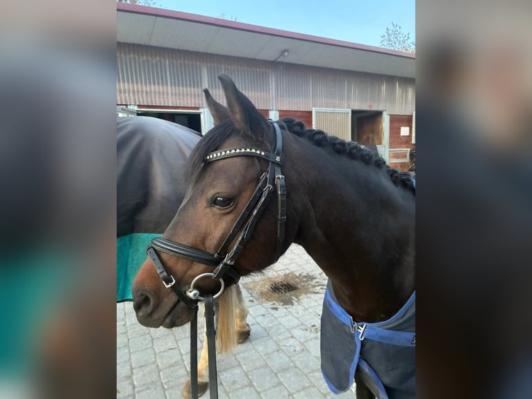 Welsh B Jument 11 Ans 133 cm Bai in Gr&#xE4;felfing