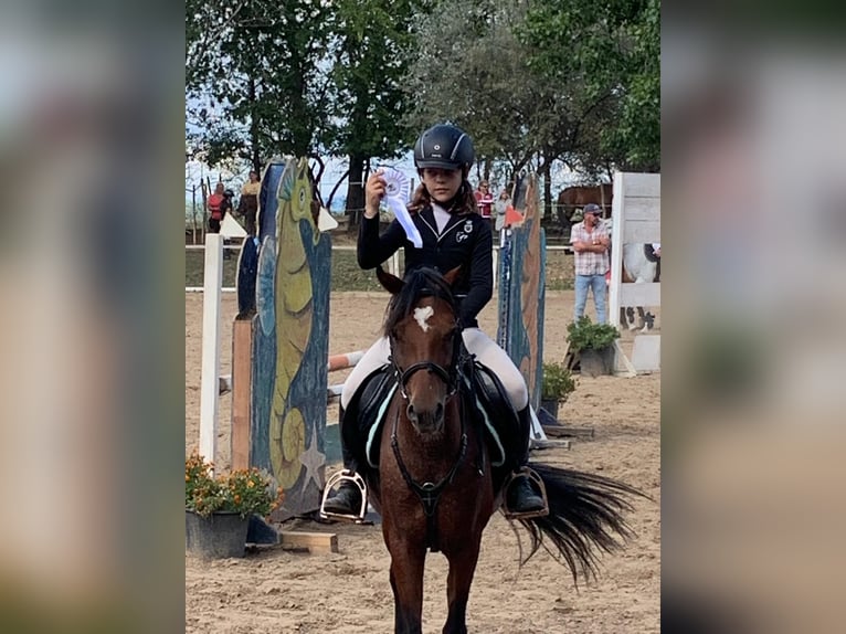 Welsh B Jument 11 Ans 135 cm Bai cerise in Dunaharaszti