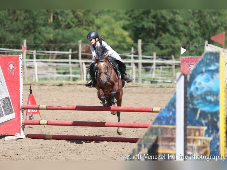 Welsh B Jument 11 Ans 135 cm Bai cerise in Dunaharaszti
