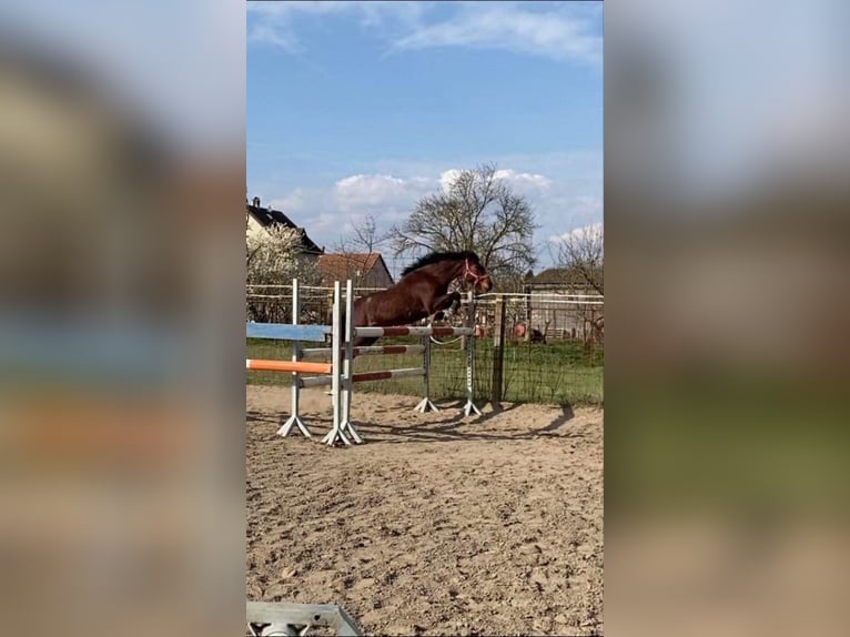 Welsh B Jument 11 Ans 135 cm Bai cerise in Dunaharaszti