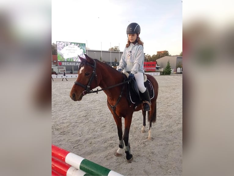 Welsh B Jument 11 Ans 135 cm Bai cerise in Dunaharaszti