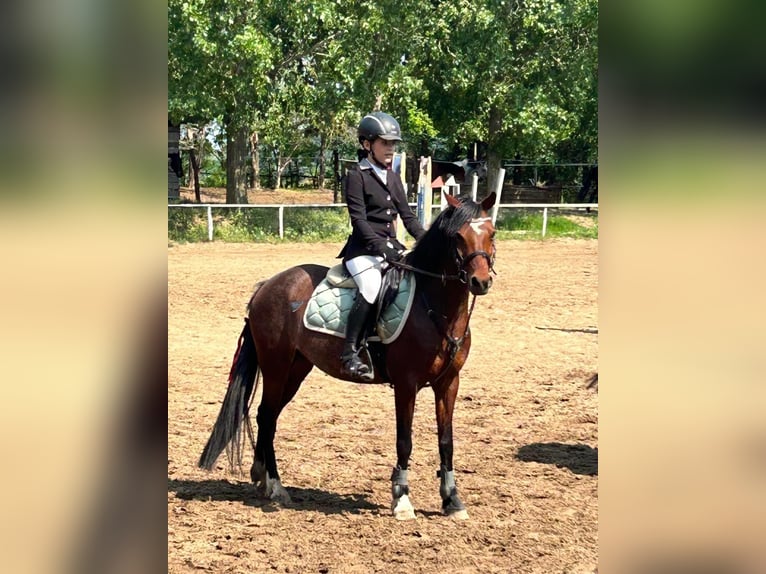 Welsh B Jument 11 Ans 135 cm Bai cerise in Dunaharaszti