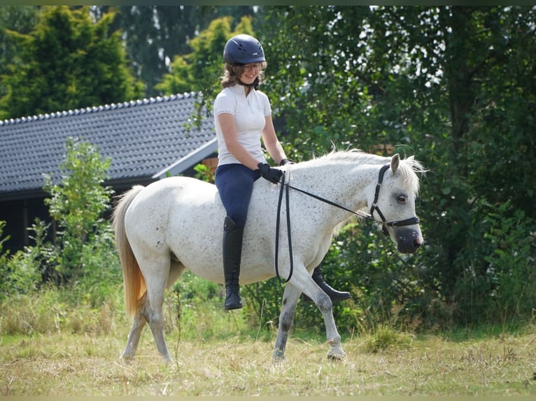 Welsh B Jument 12 Ans 119 cm Gris pommelé in Westerlee