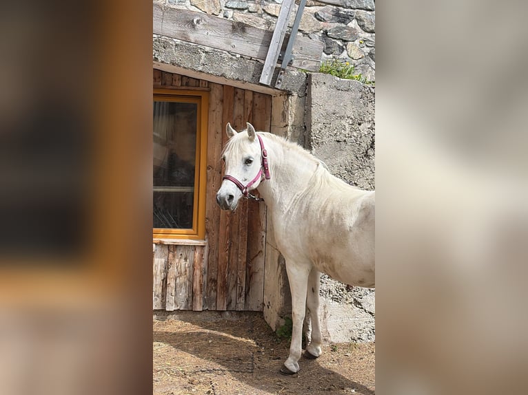 Welsh B Jument 12 Ans 125 cm Gris in Galtür