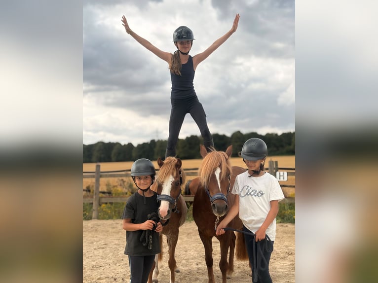 Welsh B Jument 12 Ans 127 cm Alezan in Bergheim